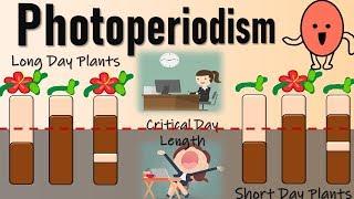 Photoperiodism II Role of Phytochromes in Flowering II Red Light and Farred light effect [upl. by Mollee294]