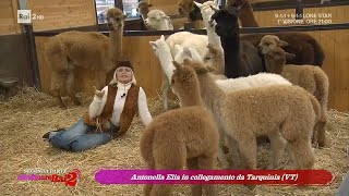 Antonella Elia in collegamento dallAllevamento Alpaca Tarquinia  Citofonare Rai2 07012024 [upl. by Fugazy63]