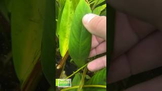 POTTED ANUBIAS LANCEOLATA MEGA HARDY BACKGROUND PLANT 5 HUGE LEAVES [upl. by Fitzger]