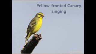 Yellowfronted Canary song [upl. by Jaret]