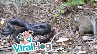 Rat Snake Versus Mother Squirrel  ViralHog [upl. by Samp987]