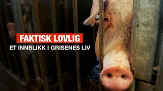 Faktisk lovlig  Et innblikk i grisenes liv [upl. by Shellie]