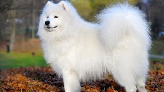 Samoyedo  Hogarmanía [upl. by Aleece]