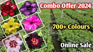 Biggest Adenium plant collection Wholesale  Arabicum Flower collection  Adenium grrafting seed [upl. by Auahsoj]