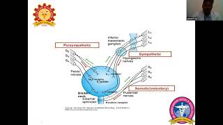 Micturition Reflex amp Abnormalities of Bladder Dr Ganesan R [upl. by Ragan]