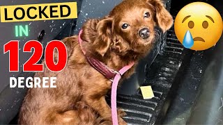 Dog locked in 120Degree hot Car in Florida  show me dogs  dogs [upl. by Mohorva192]