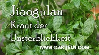 Jiaogulan selbst pflanzen Kraut der Unsterblichkeit [upl. by Mcclenaghan]