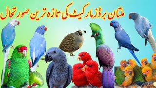 Multan Sunday Birds Market Rasheedabad 06 October 2024  pakistan bird market video Part 3 [upl. by Duff]