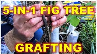 5IN1 Fig Tree  Grafting amp RePotting Techniques [upl. by Paddy517]