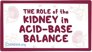 The role of the kidney in acidbase balance  renal physiology [upl. by Yllitnahc292]