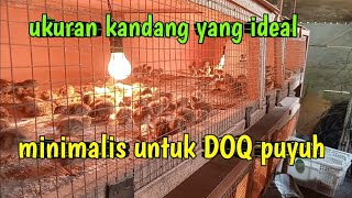 ukuran kandang DOQ puyuh yang hemat [upl. by Ahsenac]