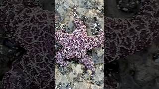 Tide pooling beach seastars tidepools oregoncoast sealifeenjoy pacificnorthwest [upl. by Tegdirb]