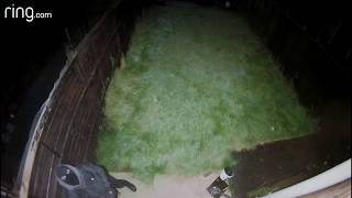 Ring Floodlight Cam Sends Intruder Running [upl. by Elleniad]