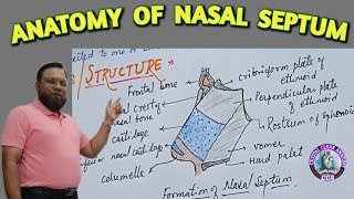 ANATOMY OF NASAL SEPTUM । MEDIAL WALL OF NOSE। LITTLES AREA [upl. by Norret]