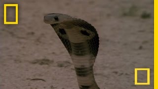 Cobra vs Mongoose  National Geographic [upl. by Neenaj]