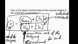 The Michaelis Menten equation [upl. by Warner]