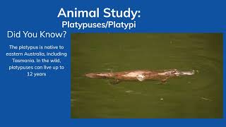 Animal Study PlatypusesPlatypi facts animalfacts [upl. by Pedrotti]