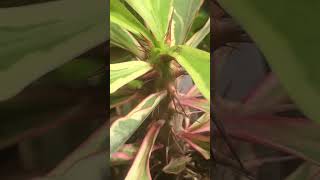 New variegated crown of thorns plants pretty grow 2024 november [upl. by Larret]