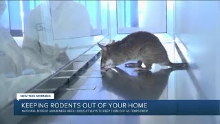 Rodents choosing homes to escape cold temperatures Virginia expert says [upl. by Nnylatsyrc190]