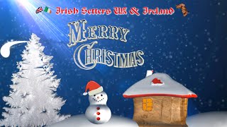 Irish Setters UK amp Ireland Christmas Greetings 2023 [upl. by Sofko]