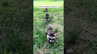 The man rescue newborn raccoons in the roof shorts [upl. by Levey438]