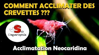 Acclimater des crevettes daquarium [upl. by Laaspere272]