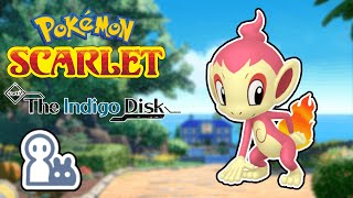 DLC Story  Maybe Mini Shiny Chimchar Hunting  Pokemon Scarlet [upl. by Norrehc]