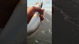 There are a BUNCH of trout and weakfish in the surf right now surffishing beach outdoors fun [upl. by Miltie]