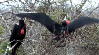 Frigate bird male displaying to females in Galapagos [upl. by Sihun812]