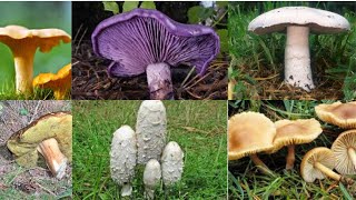 9 champignons comestibles à cueillir sans crainte [upl. by Pogue]