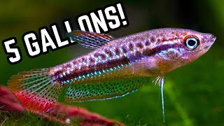 Top 5 Oddball Fish For A 5 Gallon 20 Litre Aquarium  Unique Centrepiece Stocking Ideas [upl. by Weihs]