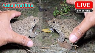 Funny frog catching make you laugh [upl. by Odnama]