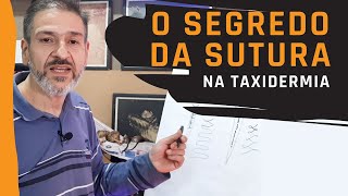 A melhor técnica de sutura para aplicar na taxidermia [upl. by Ardnuhsed]