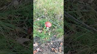 Famous enchanting fairytale mushroom röd flugsvampred fly mushroom nature sundsvall sweden [upl. by Salter]