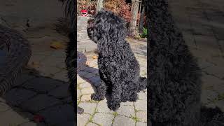 Barbet good family dog [upl. by Melonie]