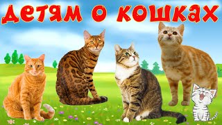 Кошки и их звуки для детей Развивающее видео о кошках [upl. by Ellehs107]