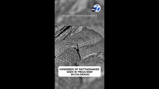 Watch hundreds of rattlesnakes in a megaden from the safety of your computer [upl. by Ssalguod462]