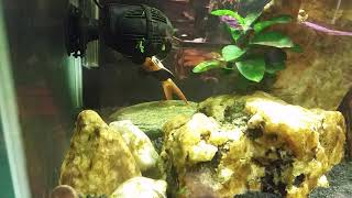 New Fish Keepers Often Find quotDeadquot Loaches In The Tank [upl. by Coco633]