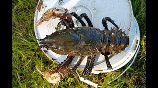 How to catch crayfish with meat and string [upl. by Kram60]