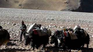 High Road To Tibet  Yak Train near Mount Everest Tibet [upl. by Rawde891]