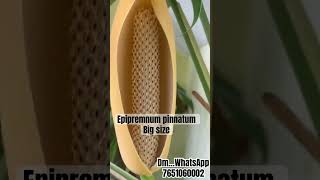 Epipremnum pinnatum plants shipping philodendron online onlineplants onlineshopping [upl. by Norihs]