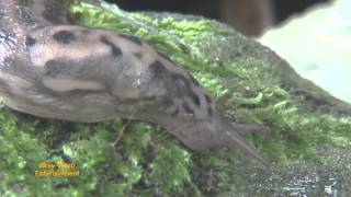 Tigerschnegel Tigerschnecke  Limax maximus limace  great grey slug leopard slug [upl. by Ttebroc]