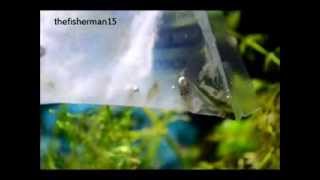 120  Pygmy Corydora amp Amano Shrimp [upl. by Ondrea]