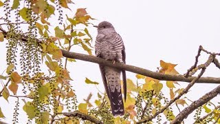 Common cuckoo  Cuculus canorus [upl. by Ellenor]