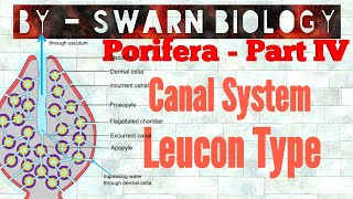 Canal System in Porifera  Leucon Type Canal System [upl. by Judy345]