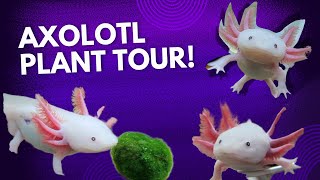 Axolotl Plant Tour  Take a tour of all the plants in my axolotl tank [upl. by Tailor498]