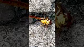 Wasp vs Dragonfly again 🙀😮🙀 animal wildlife wasp dragonfly nature fighting survival sad [upl. by Leahcim]