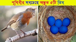 পৃথিবীর সবচেয়ে অদ্ভুত 5 টি পাখির ডিম  5 Most Unique Bird Eggs  MMTW [upl. by Enimrej]