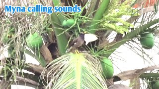 Myna calling sounds vuthyCH [upl. by Aicia]