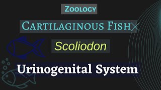 Scoliodon  Urinogenital System  Zoology [upl. by Struve651]